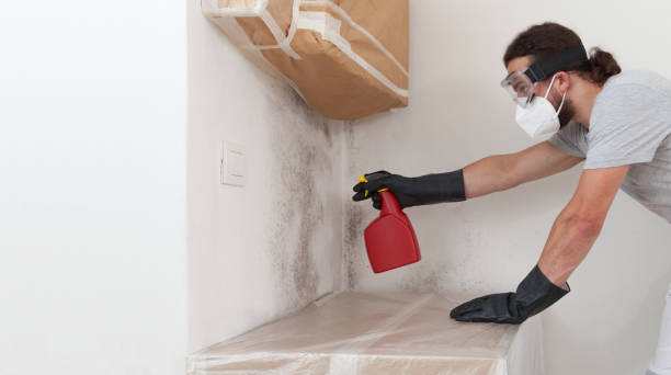 Professional Mold Removal technician working in Carlstadt, NJ